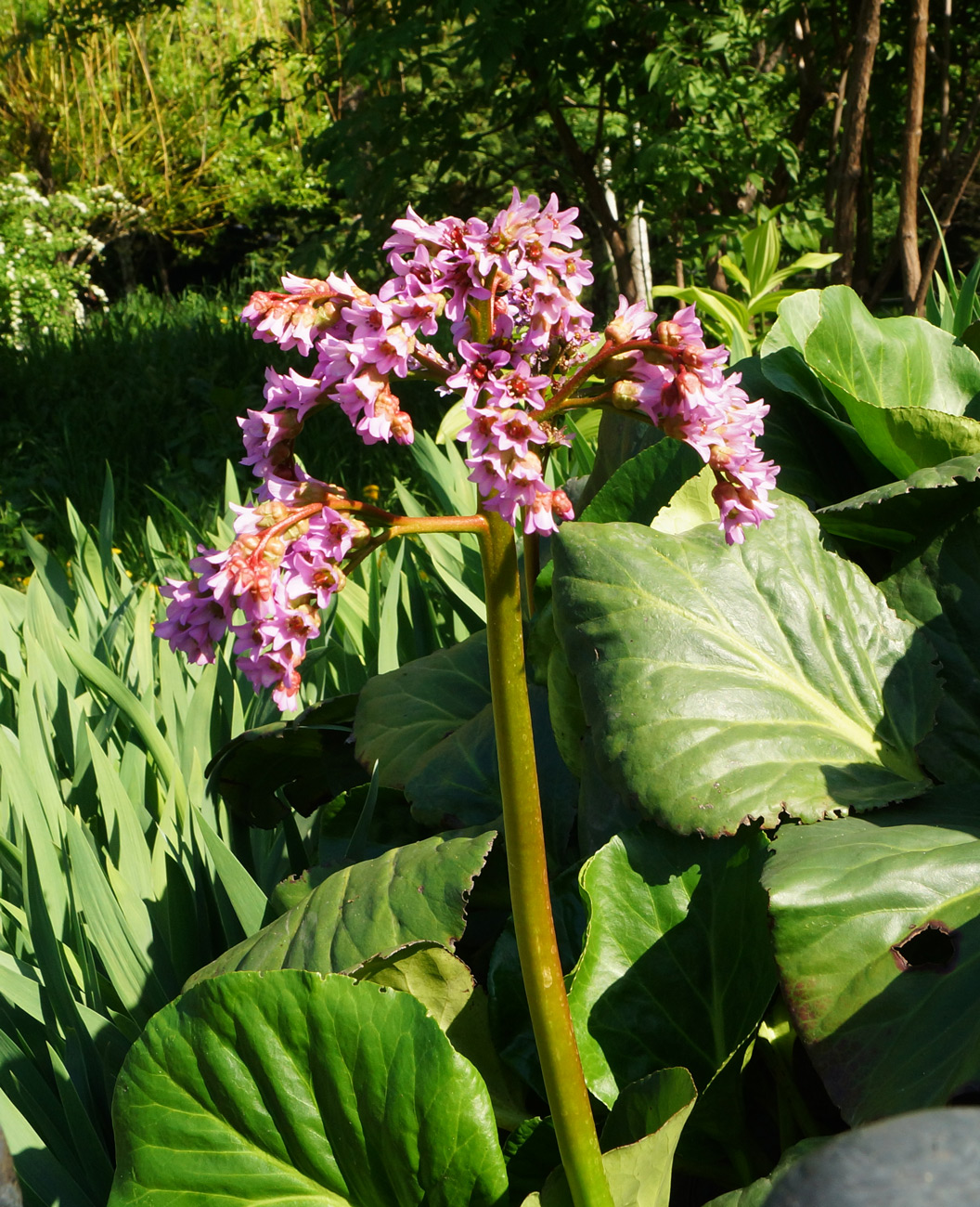 Image of Bergenia crassifolia specimen.