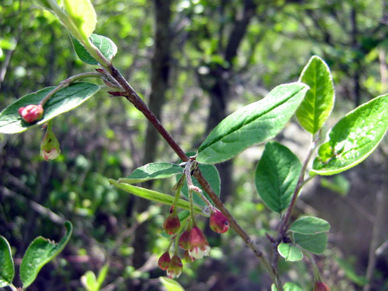 Изображение особи род Cotoneaster.