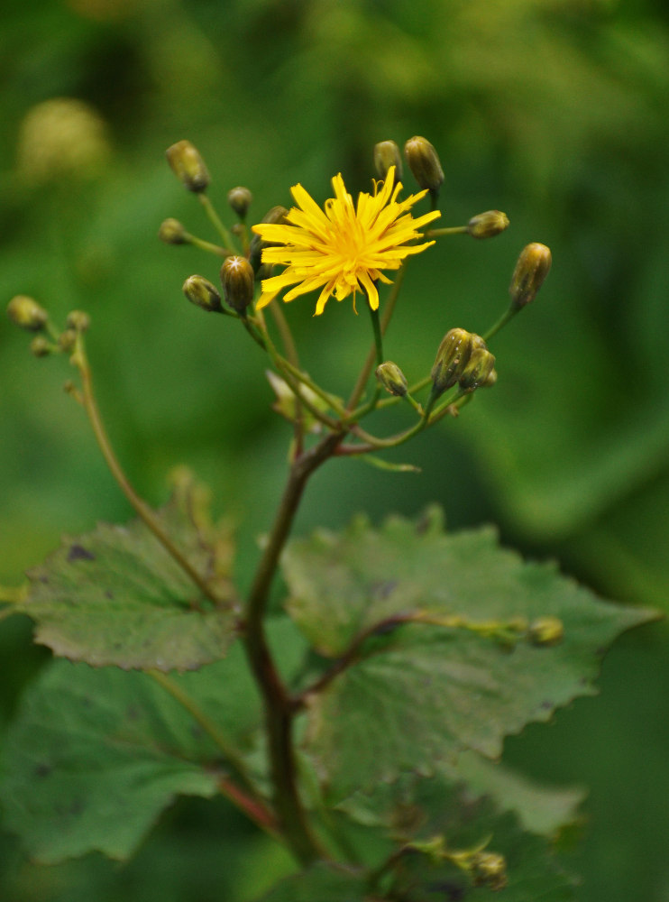 Image of Prenanthes abietina specimen.