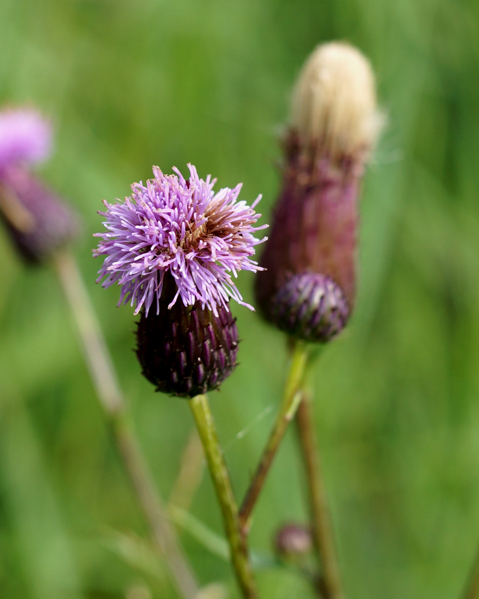 Image of Cirsium setosum specimen.