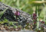 Thymus pulcherrimus ssp. sudeticus