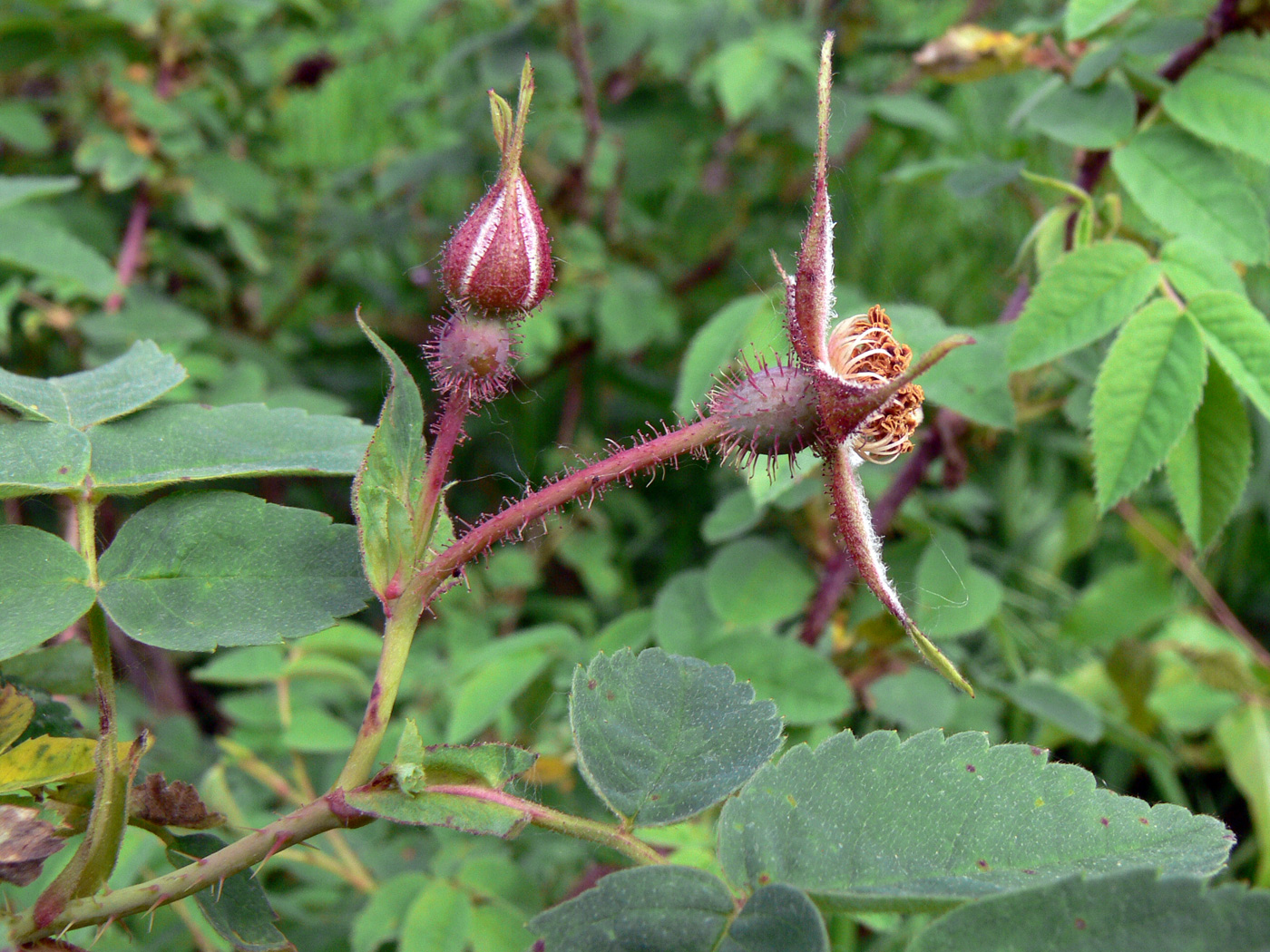 Image of Rosa acicularis specimen.