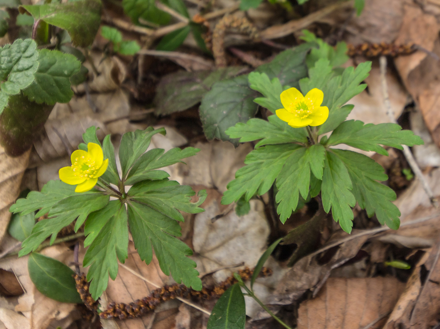 Изображение особи Anemone ranunculoides.