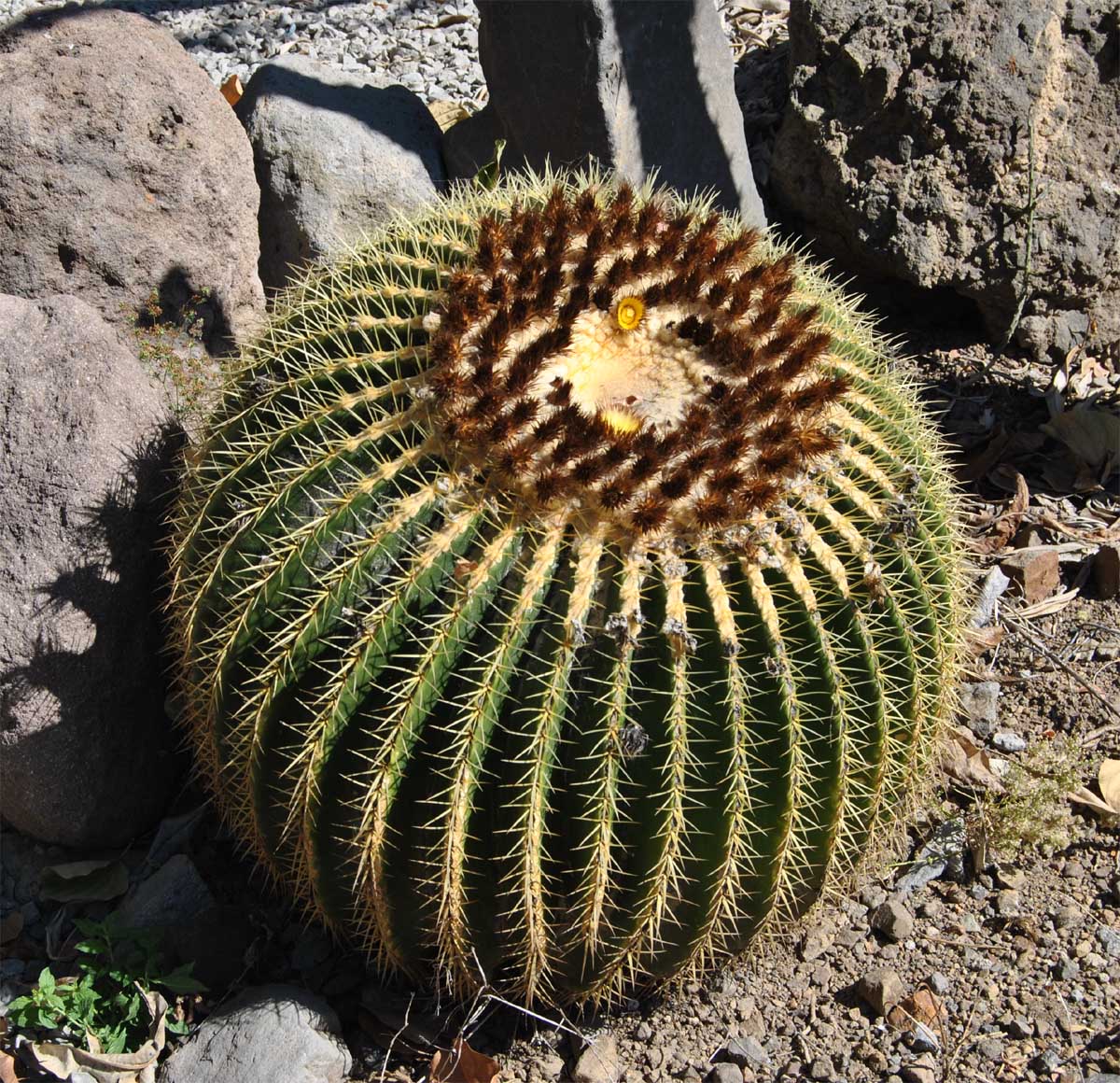 Image of Echinocactus grusonii specimen.