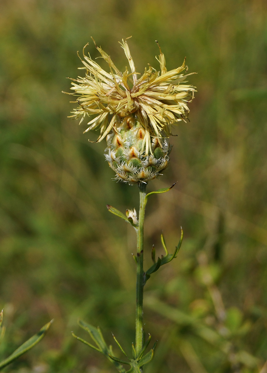 Изображение особи Centaurea orientalis.