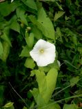 Calystegia sepium