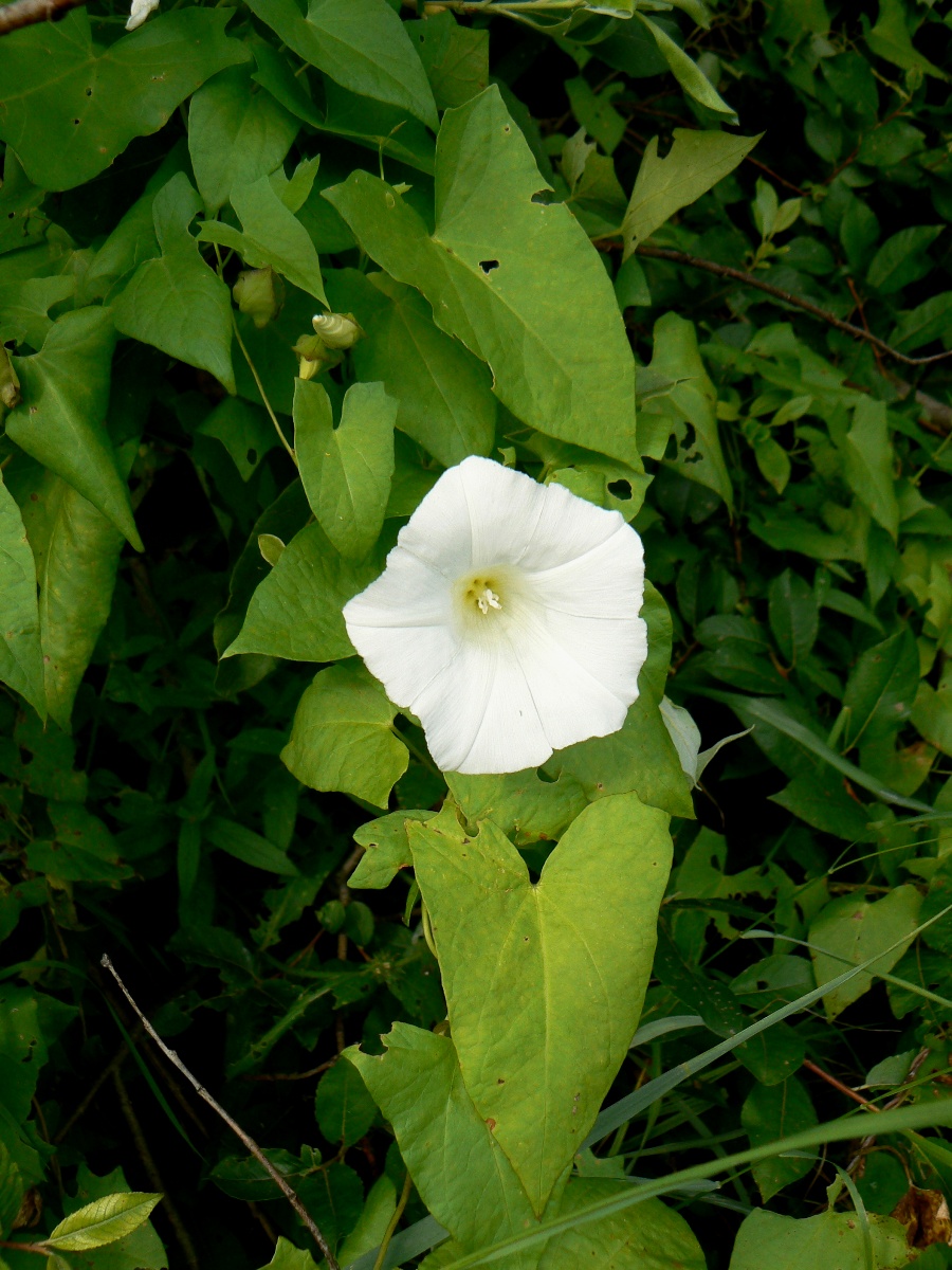 Изображение особи Calystegia sepium.