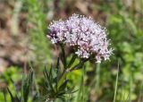 Valeriana salina