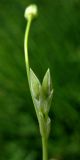 Stellaria palustris. Веточка соцветия с бутонами. Нидерланды, провинция Drenthe, национальный парк Drentsche Aa, луг в пойме реки Oudemolense Diep. 13 июня 2010 г.