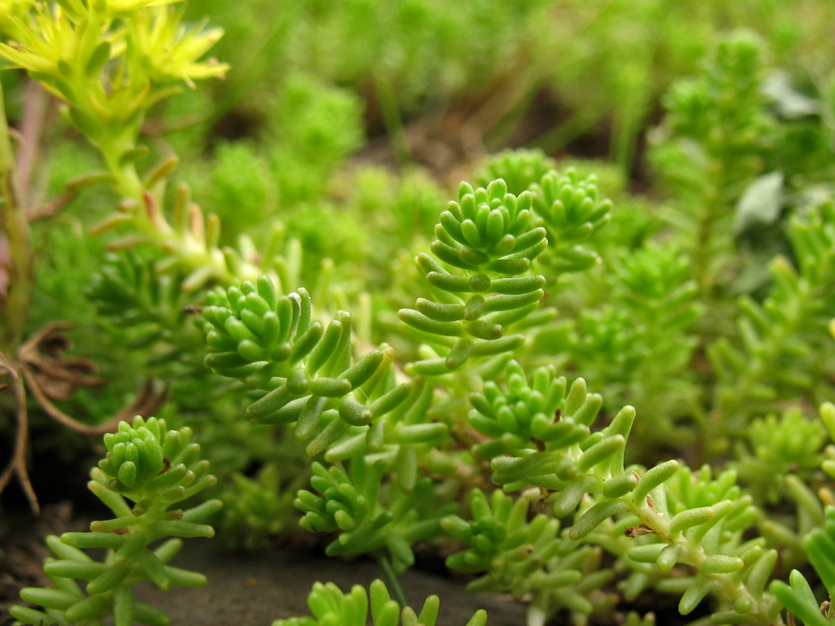 Image of Sedum sexangulare specimen.