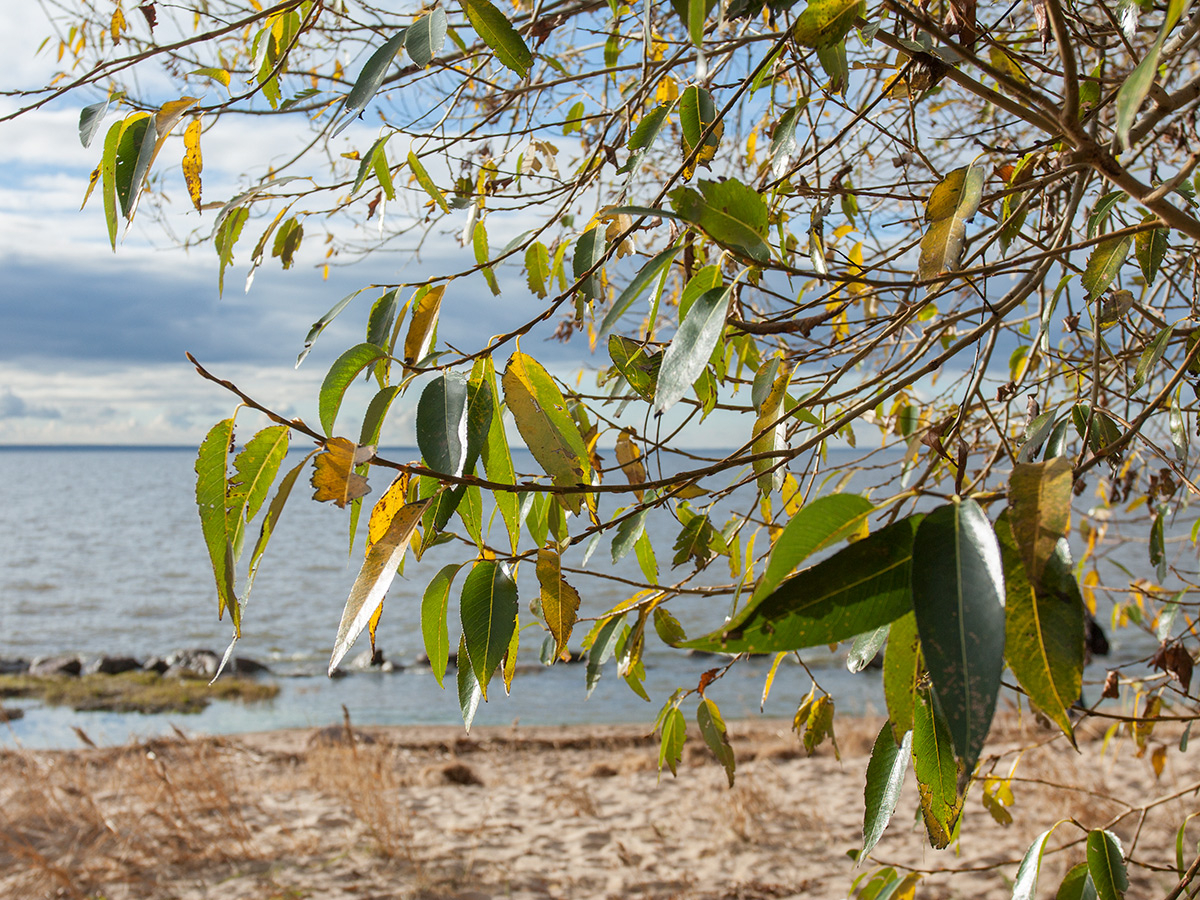 Image of Salix pentandra specimen.