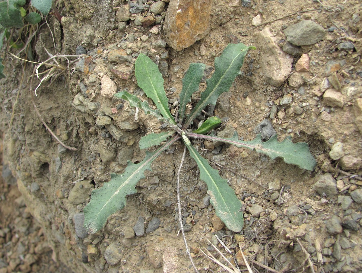 Image of genus Picris specimen.