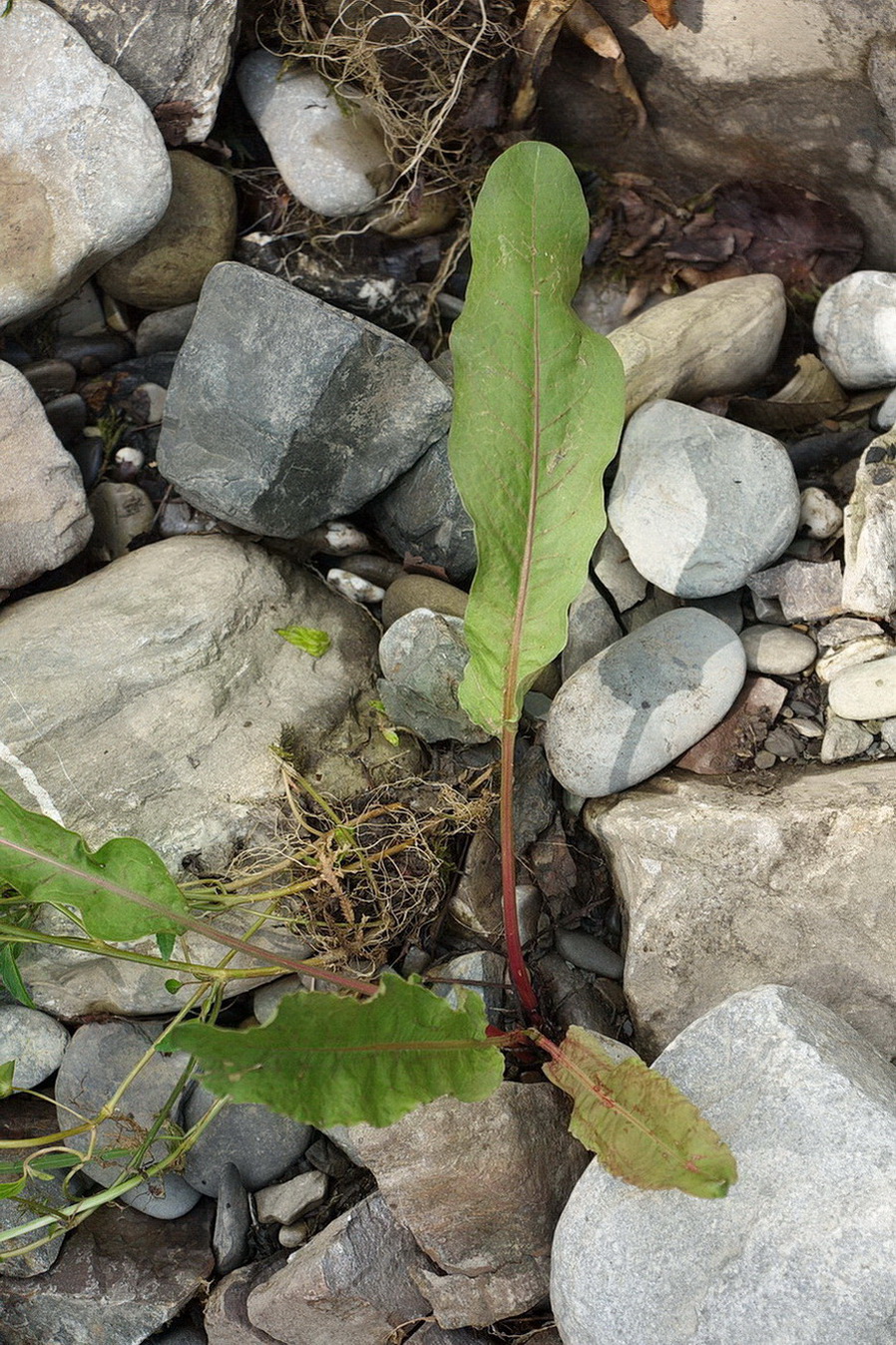 Image of genus Rumex specimen.