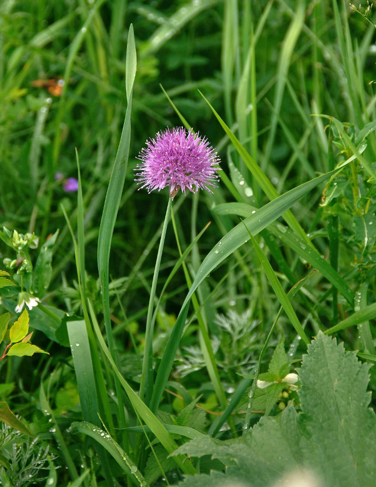 Image of genus Allium specimen.