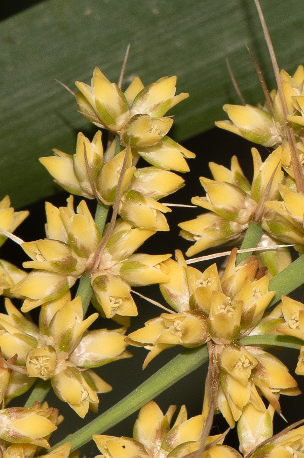 Image of Lomandra longifolia specimen.