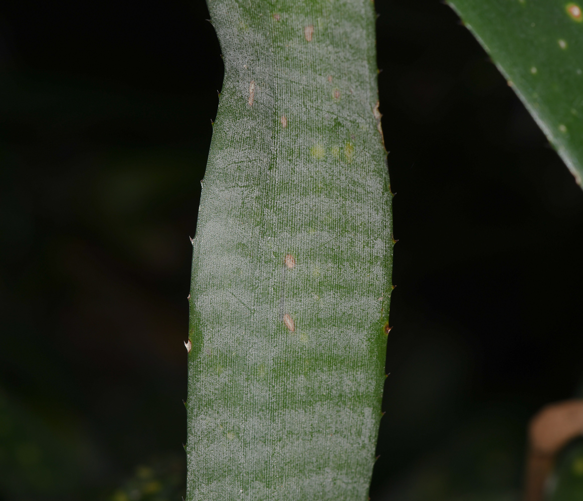 Image of Billbergia lietzei specimen.