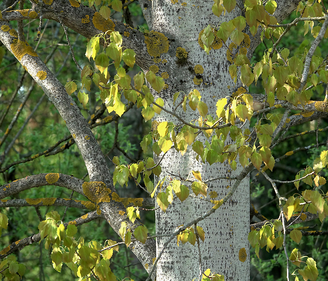 Image of Populus tremula specimen.