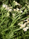 Achillea cartilaginea