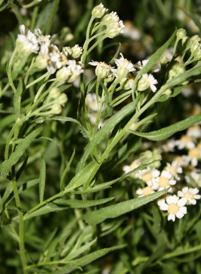 Image of Achillea cartilaginea specimen.