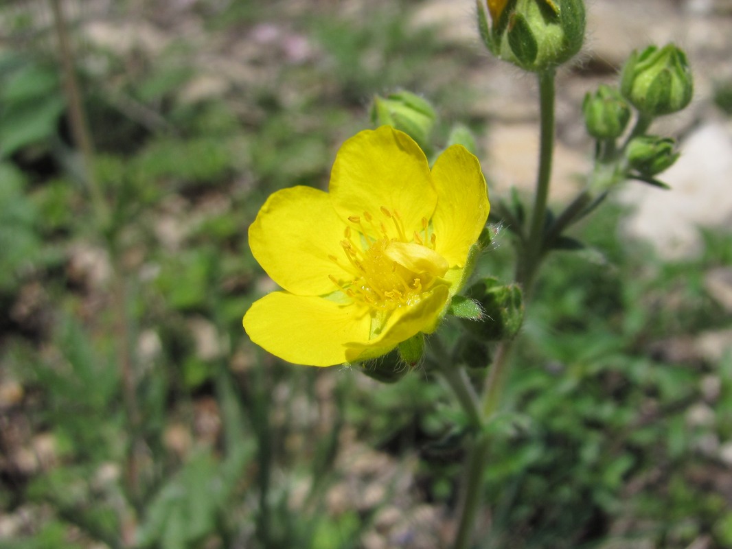 Image of Potentilla agrimonioides specimen.