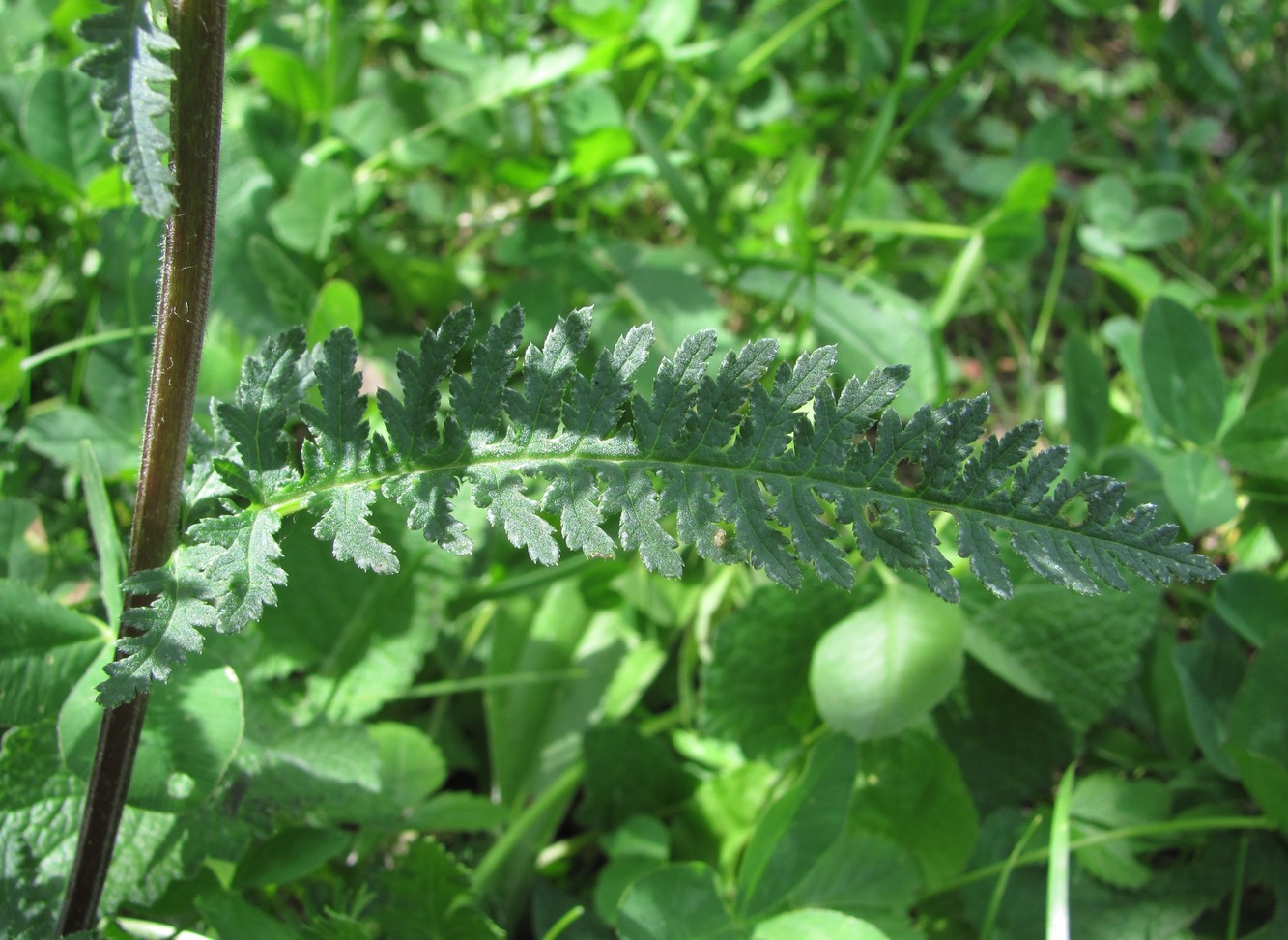 Image of Pedicularis daghestanica specimen.