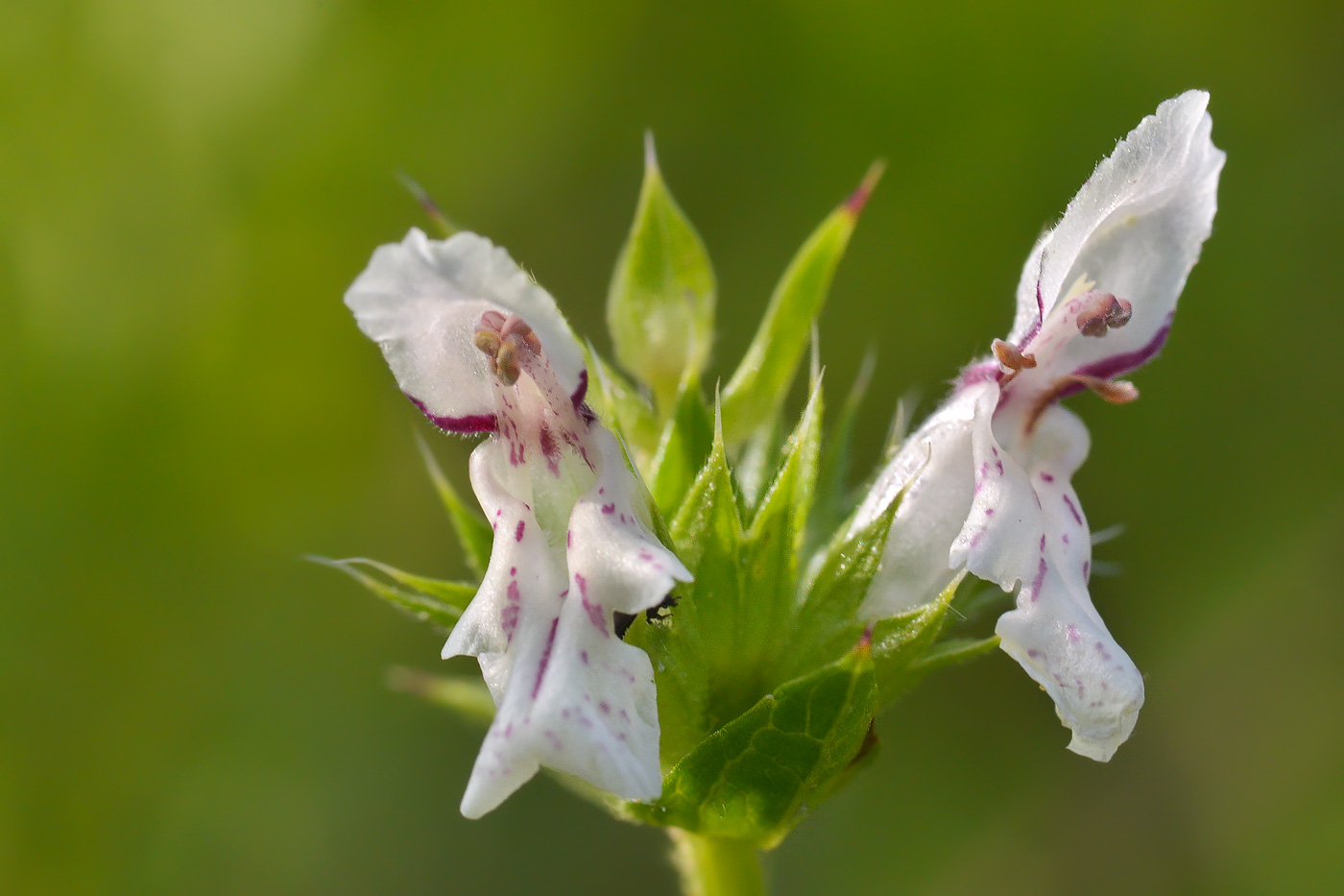 Image of Stachys atherocalyx specimen.