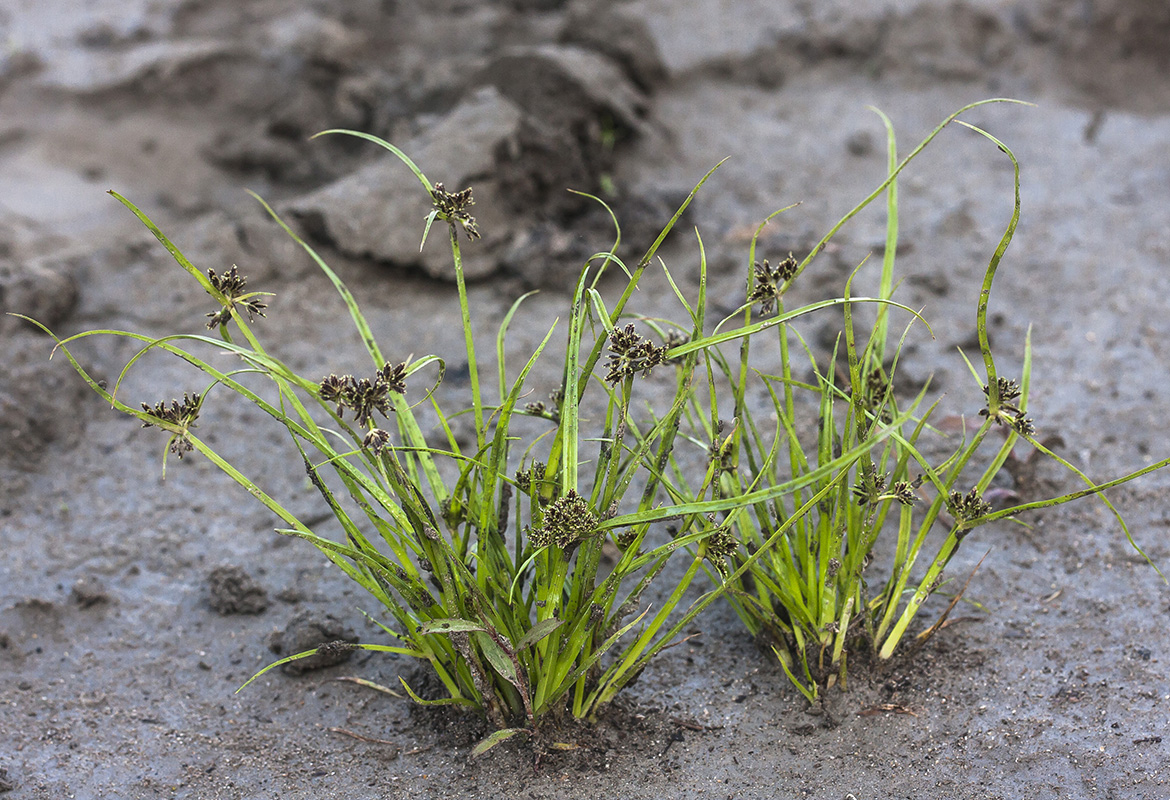 Image of Cyperus fuscus specimen.