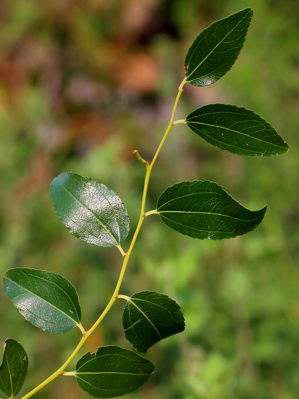 Image of Ziziphus jujuba specimen.