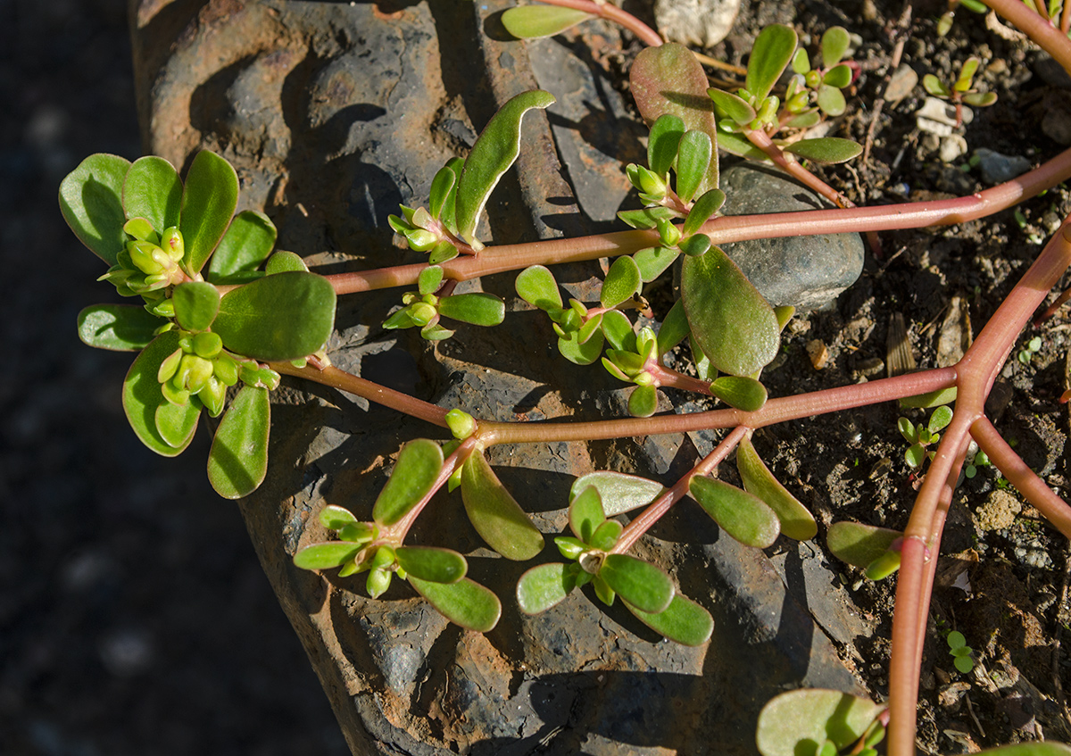 Изображение особи Portulaca oleracea.