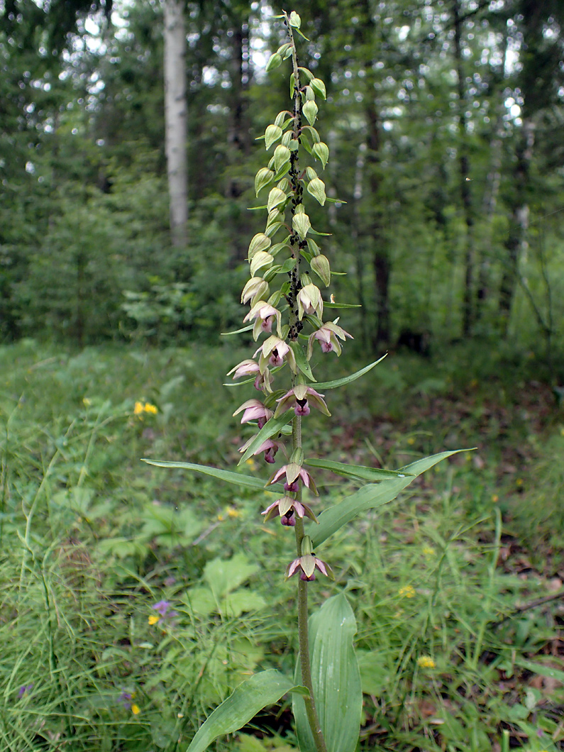 Image of Epipactis helleborine specimen.