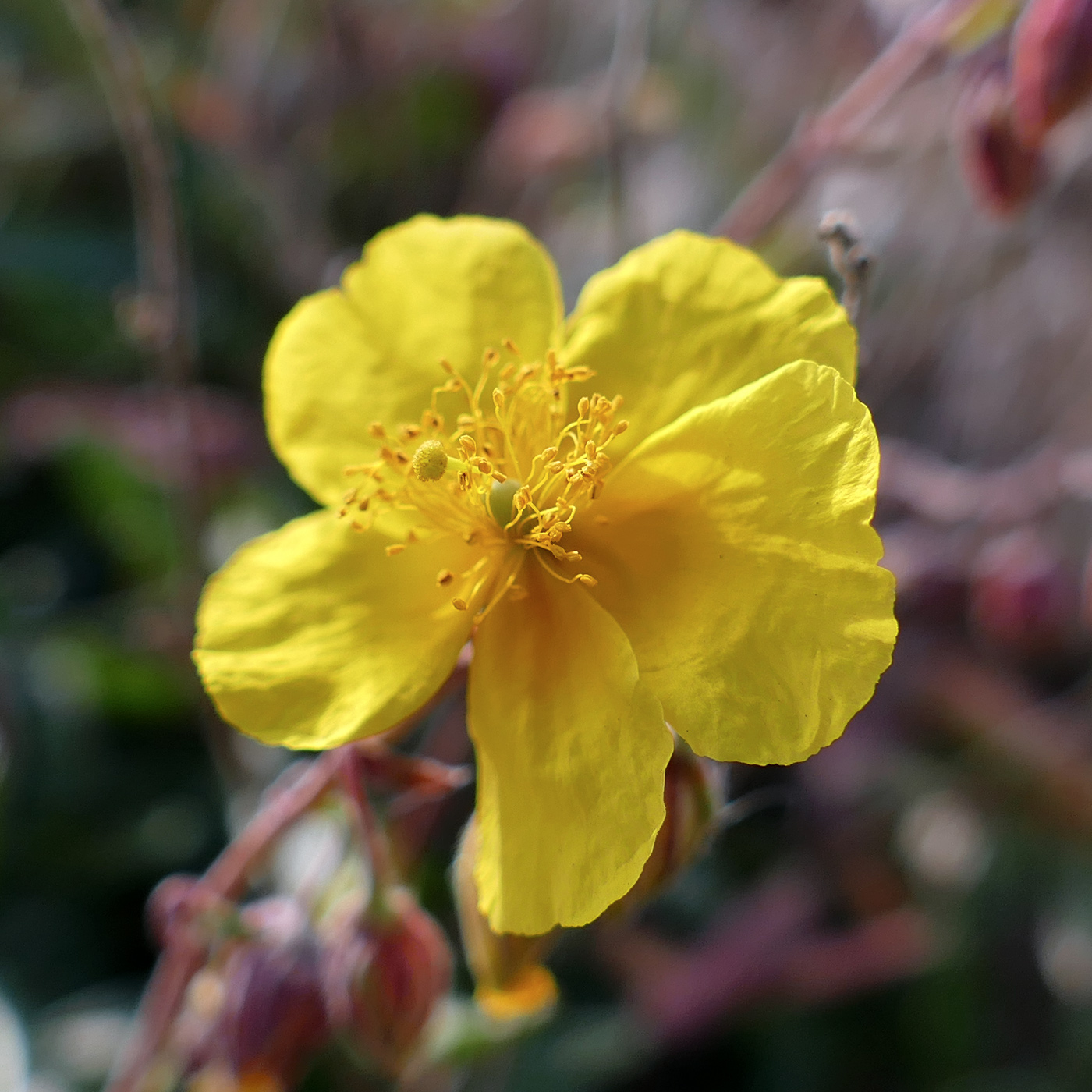 Image of Helianthemum nummularium specimen.