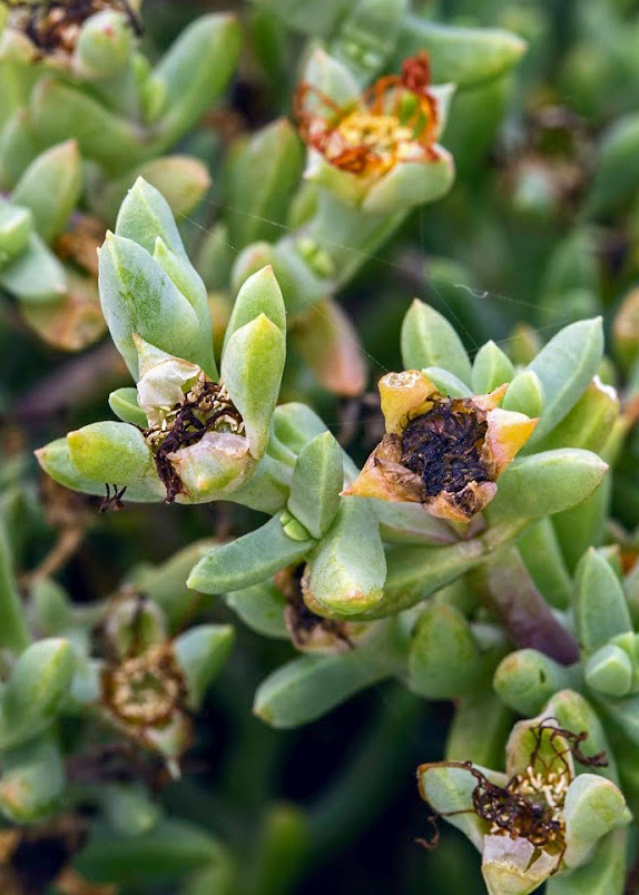 Изображение особи семейство Aizoaceae.