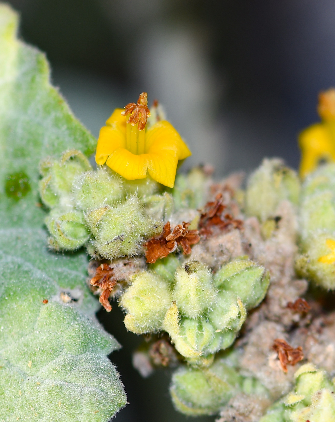 Image of Waltheria ovata specimen.