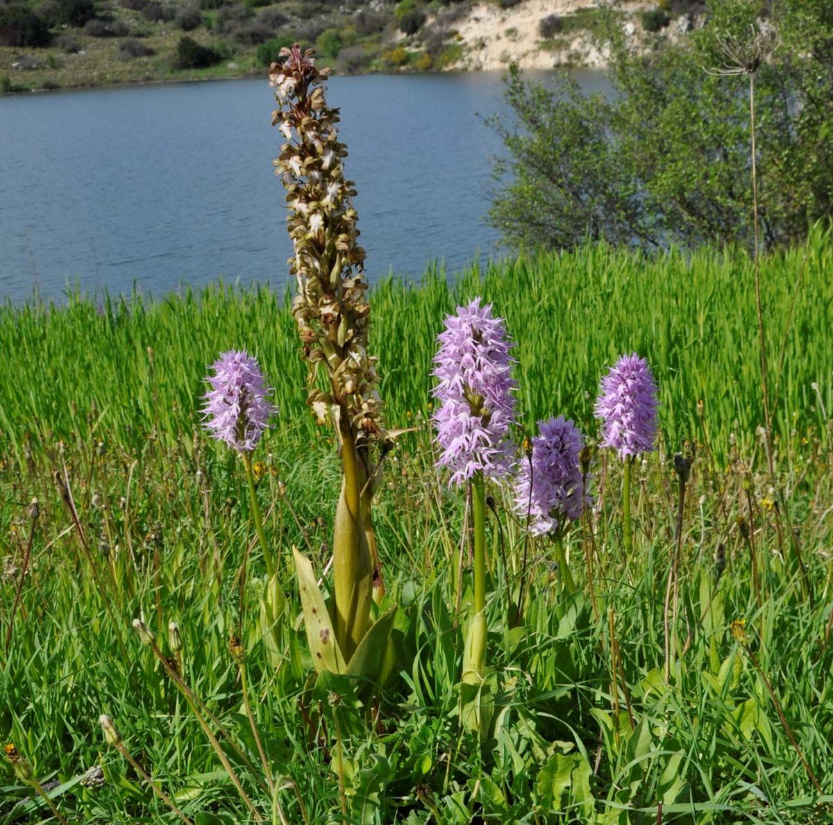 Image of Orchis italica specimen.