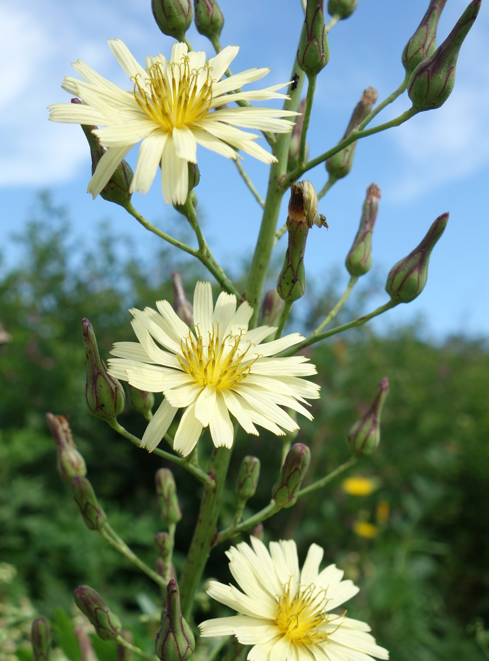 Image of Lactuca indica specimen.