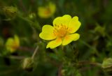 Potentilla caucasica. Цветок. Республика Адыгея, г. Майкоп, южная окраина, между р. Белая и северной оконечностью водораздельного хребта Нагиеж-Уашх, луговая низина. 02.05.2020.