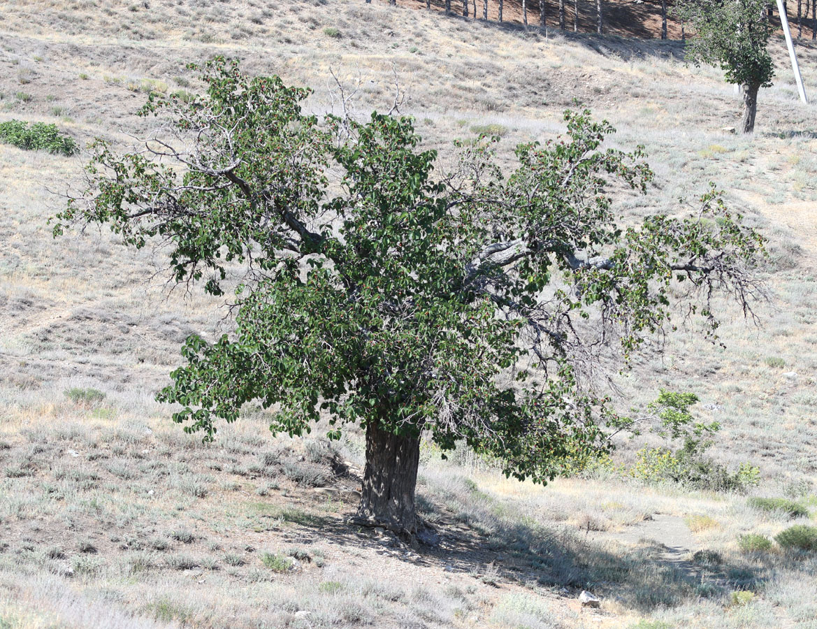 Image of Morus nigra specimen.