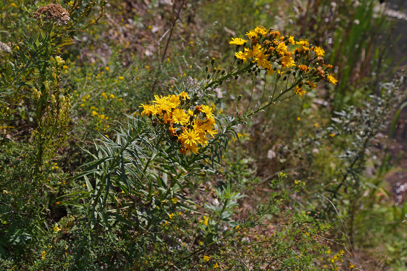 Image of Hieracium umbellatum specimen.