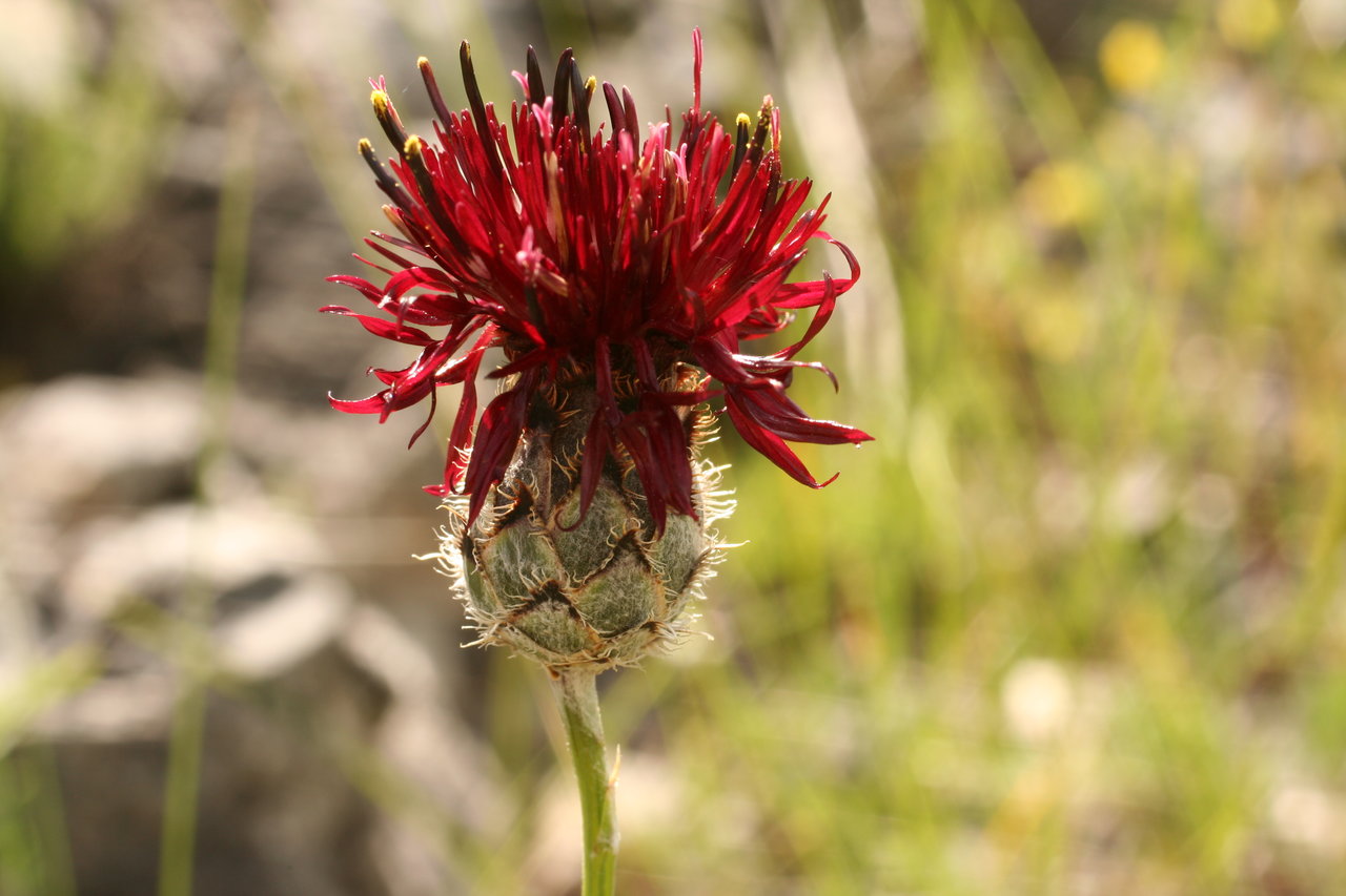 Изображение особи Centaurea immanuelis-loewii.