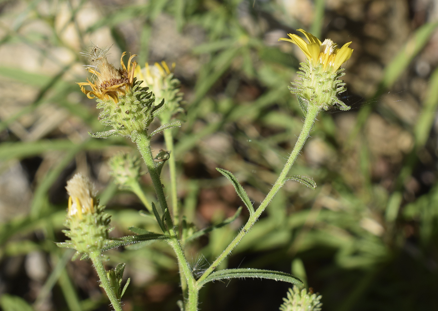 Image of Jasonia tuberosa specimen.