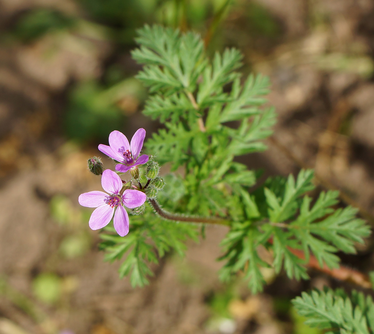 Image of Erodium cicutarium specimen.