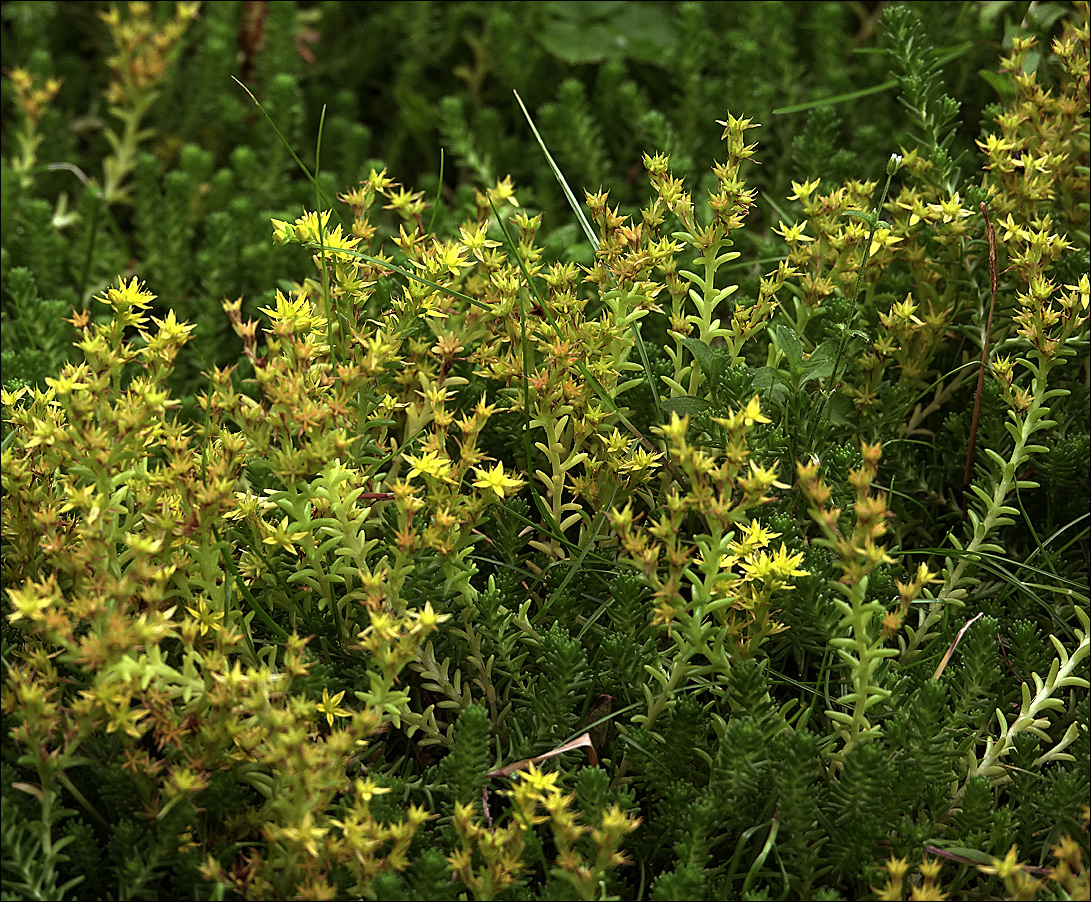 Image of Sedum sexangulare specimen.