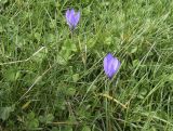 Crocus nudiflorus