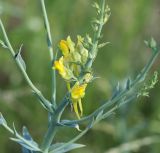 Linaria genistifolia