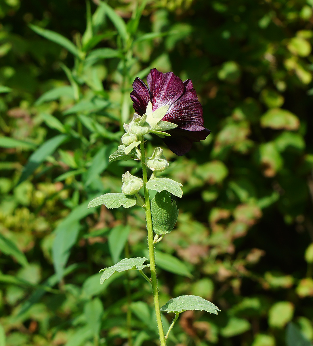 Изображение особи Alcea rosea.