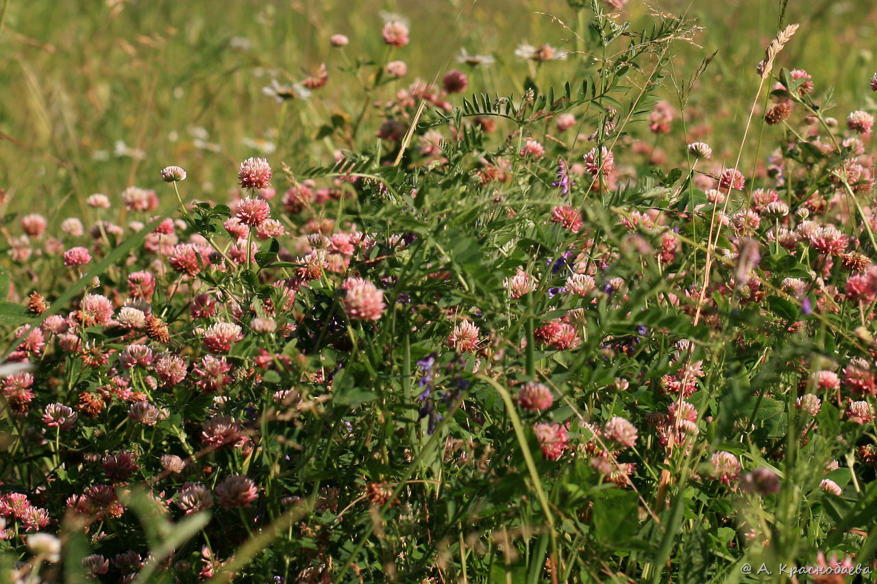 Image of Trifolium hybridum specimen.