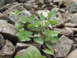 Rumex hastifolius