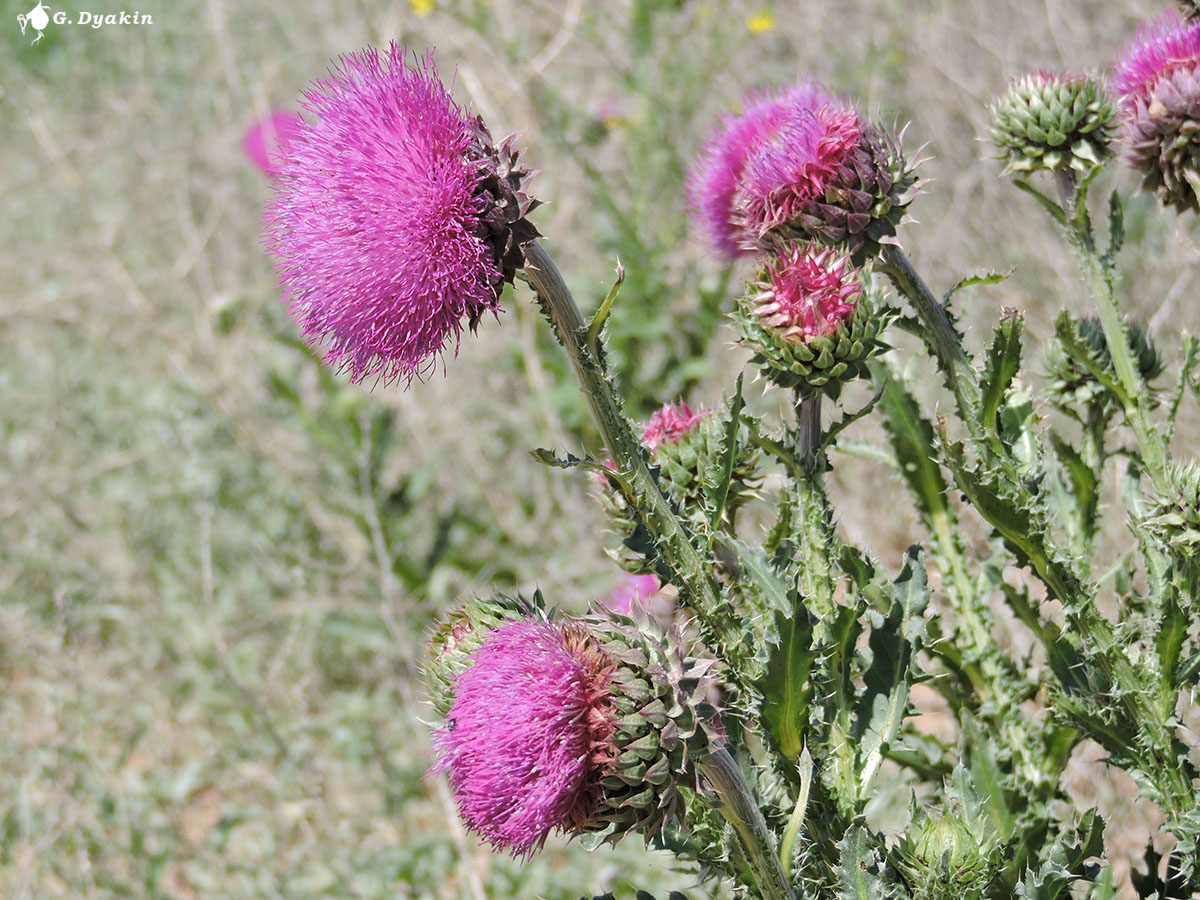 Image of Carduus thoermeri specimen.