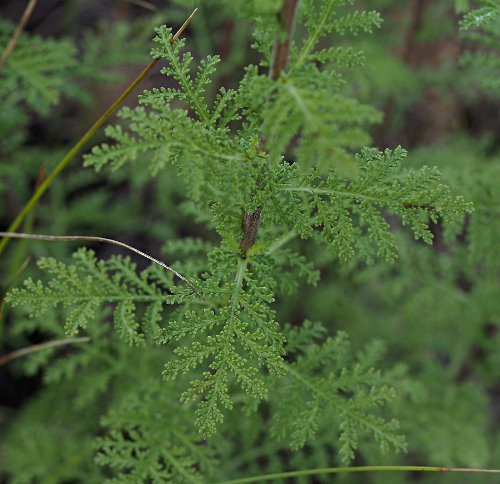 Image of Achillea nobilis specimen.