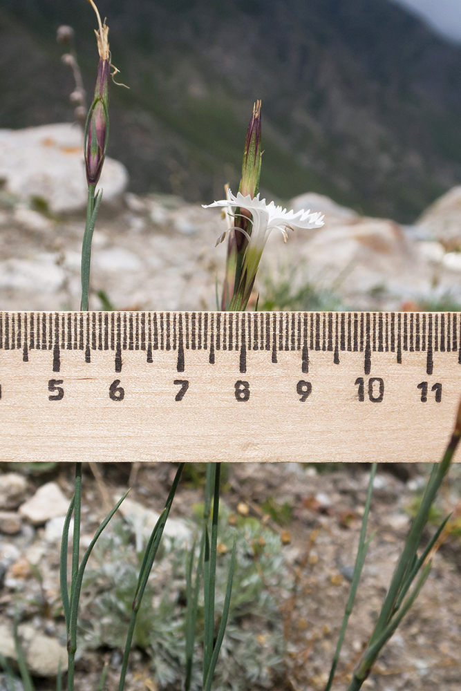 Image of Dianthus cretaceus specimen.